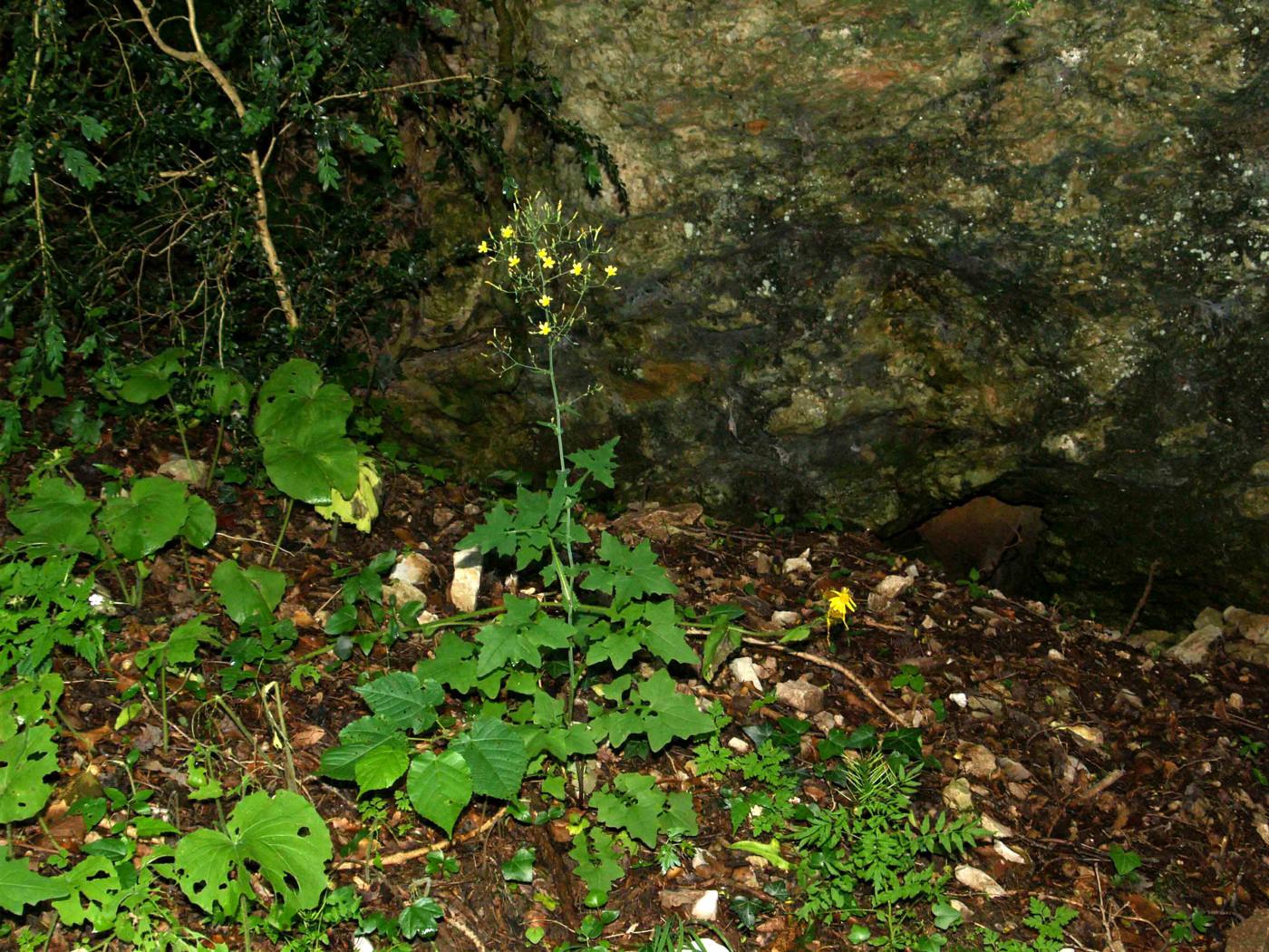 Lettuce, Wall plant